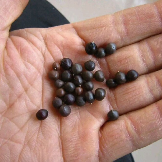 栾树种子 南栾种子