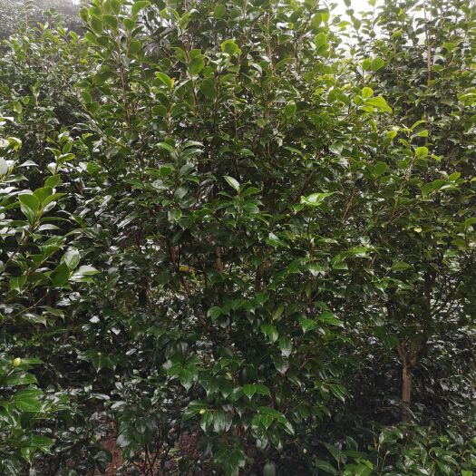 高县山茶花   批发高2米5一3米，冠1米2一1米5茶花树