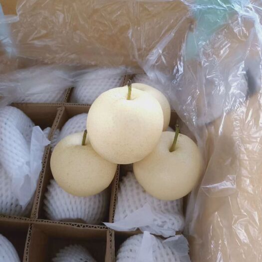 晋州市白皮皇冠梨，大量有货，常年不断，保证质量。