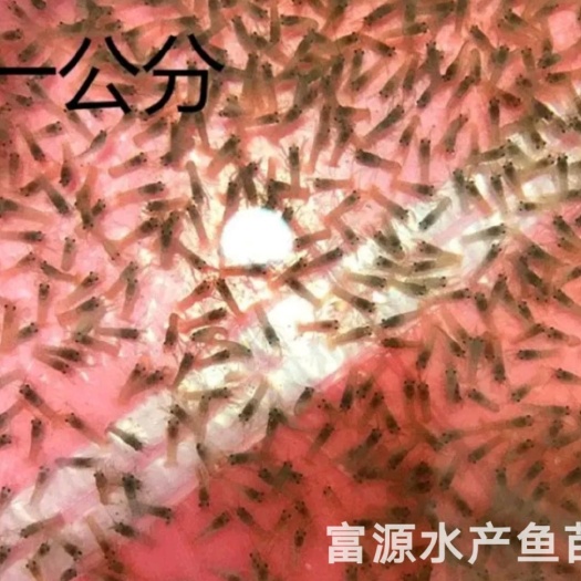 博罗县 澳洲龙虾苗、淡水龙虾苗、澳洲淡水龙虾苗
