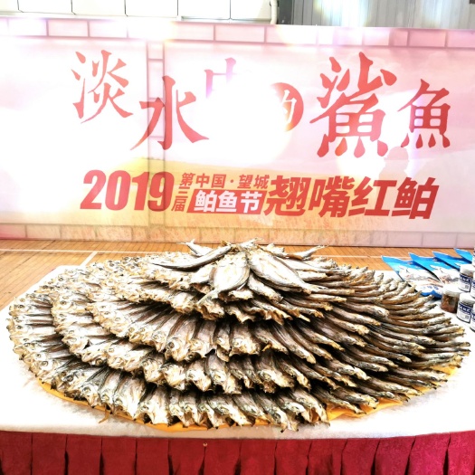 长沙翘嘴红鲌 千龙湖翘嘴红鮊风吹鮊鱼