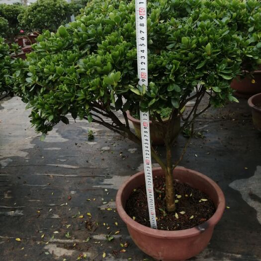 沭阳县 杜鹃花盆栽，腊皮杜鹃