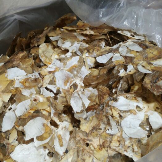 长宁县竹荪胎盘