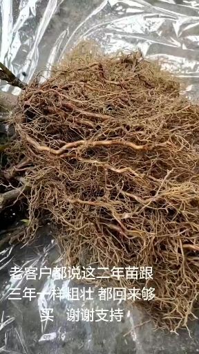 通道县粉红一号
