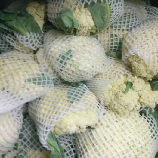 通许县白面青梗松花菜 松散 混装通货