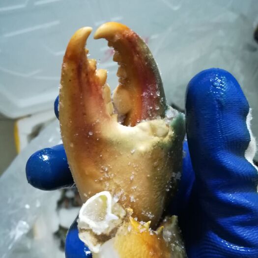 南宁烤虾干 蟹钳（脚）越南螃蟹腿