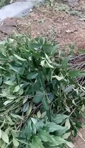 兴文县草珊瑚种子
