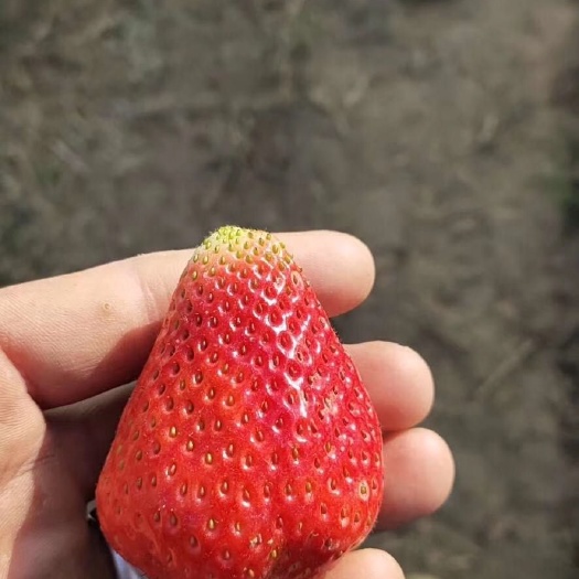 徐州妙香草莓 40克以上