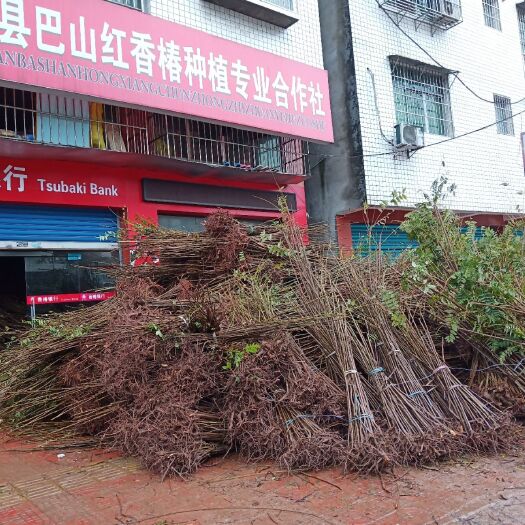 大竹县 巴山红香椿，有品相的香椿才能买出好价钱。