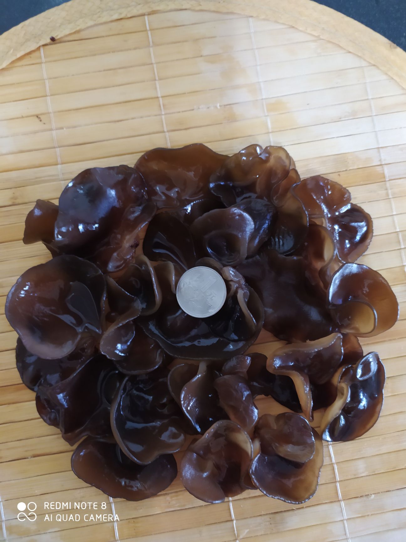  健康美味的东北绿色食品，黑木耳，老少皆宜，欢迎各位老板采购