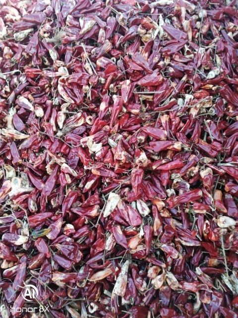 开鲁县北京红干辣椒 供应内蒙开鲁干椒