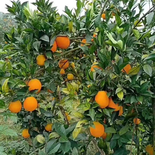 怀化纽荷尔脐橙  橙子纽荷尔现摘现发酸甜可口