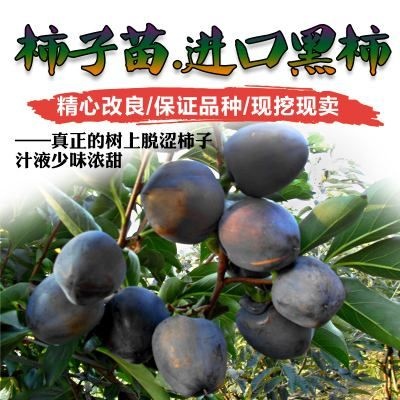 灵山县黑柿苗 新品种黑柿子