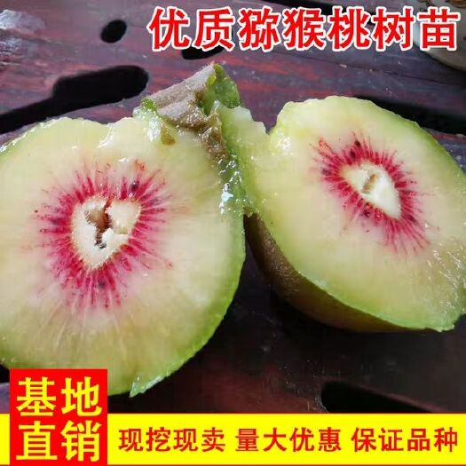 平邑县红心猕猴桃苗 红阳猕猴桃嫁接苗红心红肉原土发货包成活品种保证