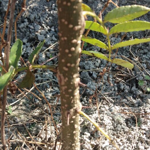冕宁县 大量大红袍花椒苗