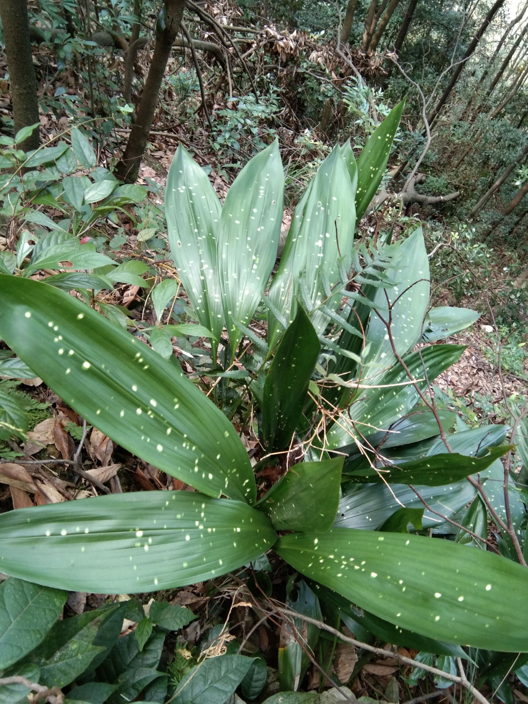 一葉蘭獨葉蘭蜘蛛抱蛋