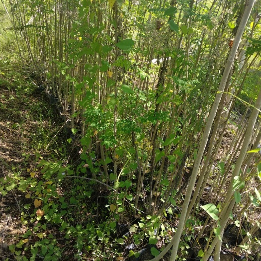 漳州辣木苗