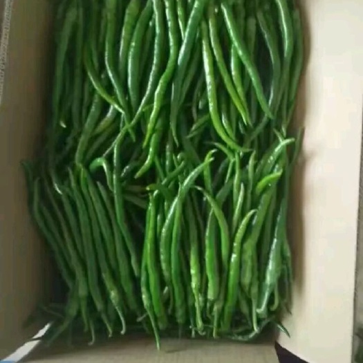 徐闻县 线椒欢迎各位老板来采购