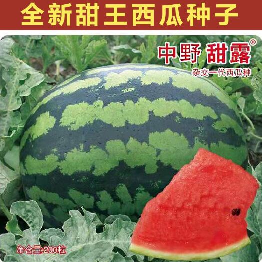 樟树市 新甜王西瓜种子中野甜王中野甜露中熟甜王杂交种大果红瓤皮薄不