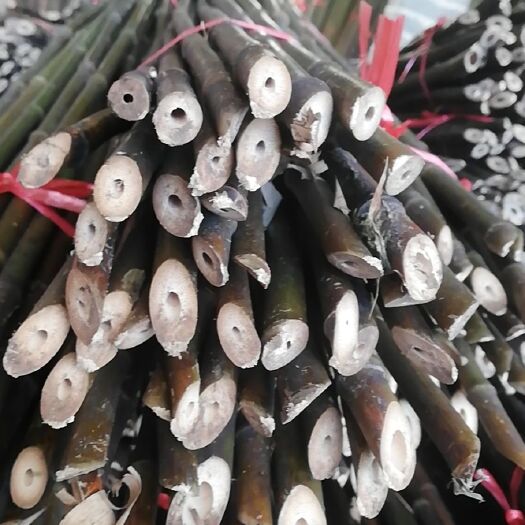 贺州黄金竹 大量现货