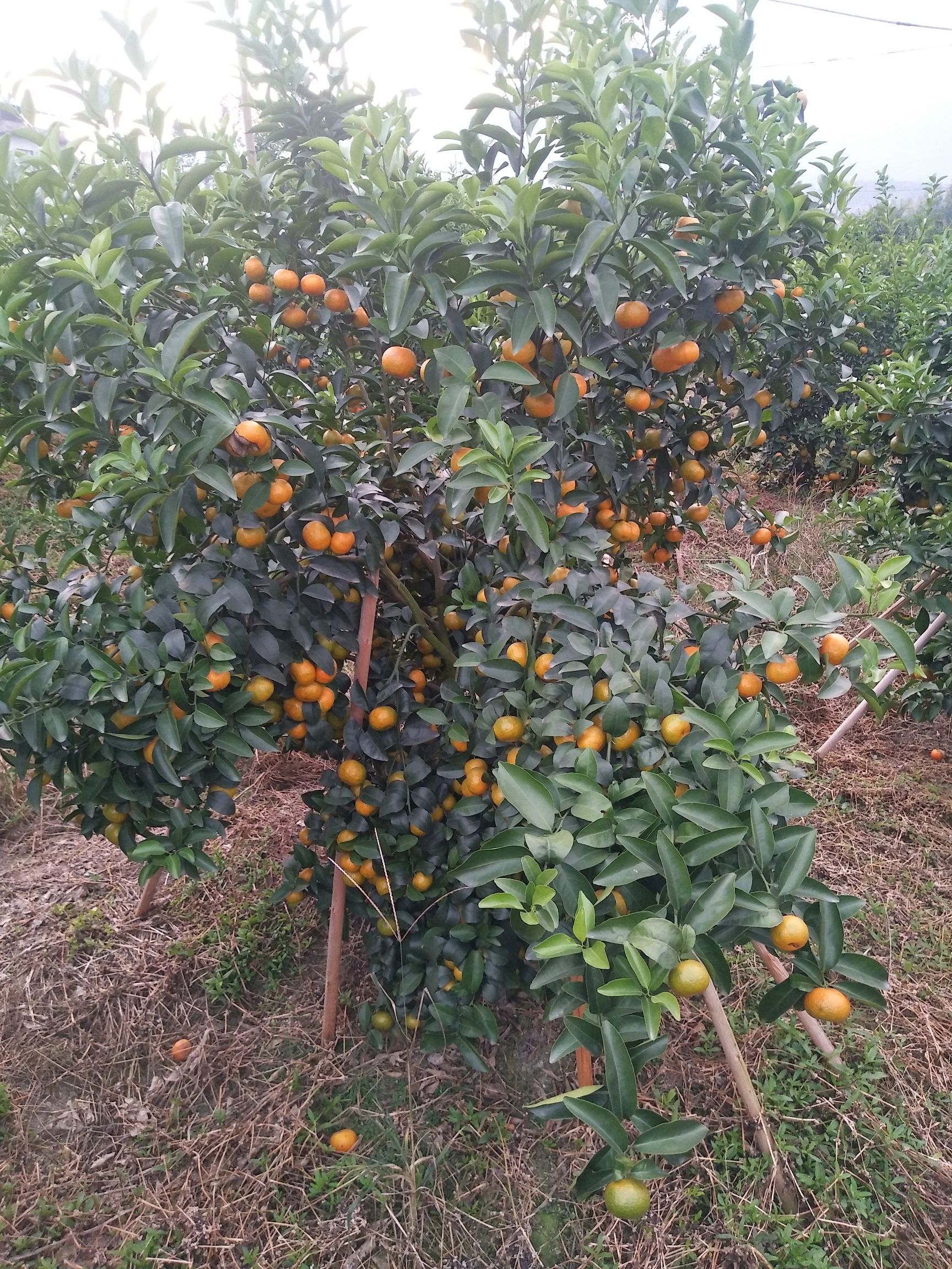 沙糖桔 上市了，需要的老板请联系，甜甜的