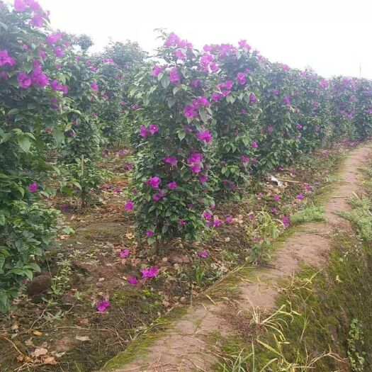 宜宾紫花三角梅  四川宜宾紫花藤条花柱三角梅基地直销