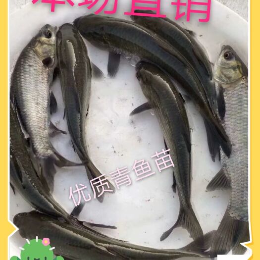 肇庆淡水青鱼 灰黑鲩鱼苗