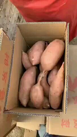 雄县 产地直销，大量出售红薯，保证质量