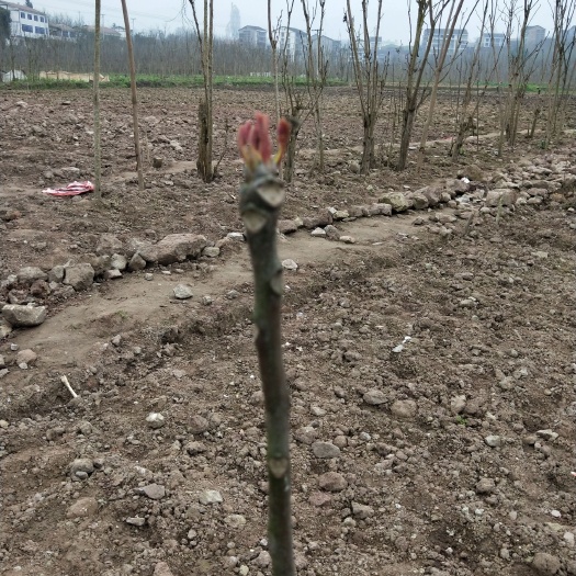 红香椿苗 正宗巴山红香椿品种，根须苗，