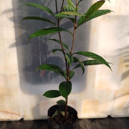 东兴市金花茶盆栽 金花茶种子苗 2年 原生 防普金花茶种子苗 原产地 品质保证