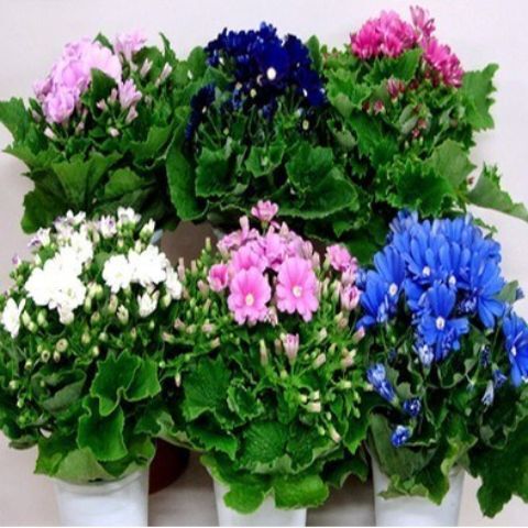 常州 瓜叶菊盆栽花苗年宵花卉室内外阳台庭院绿植盆栽耐寒易管理颜色