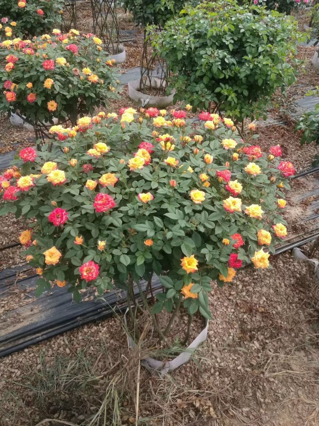 变色月季  月季花篮，棒棒糖编织的造型月季