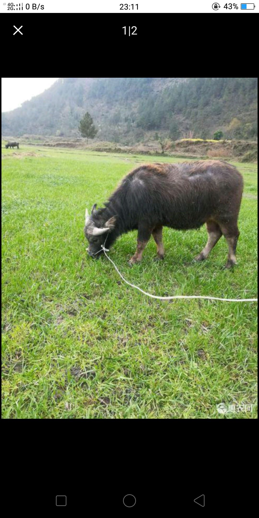 [水牛批发] 水牛斗牛价格1200元\/只 1只起批