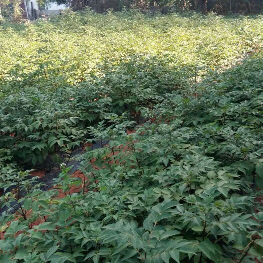 樟树市 吴茱萸：江西中花吴茱萸苗，根须发达，成活率高，产量高。