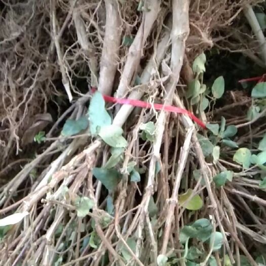 菏泽 金银花苗，四季金银花，树形金银花苗