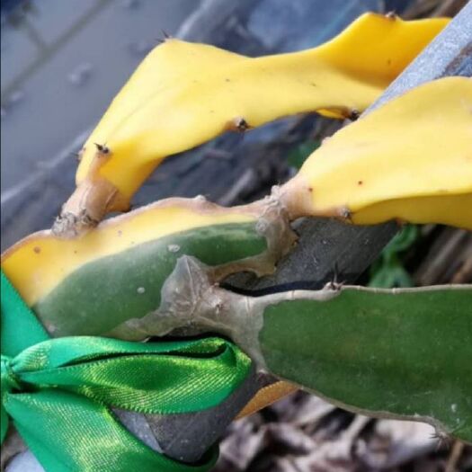 平和县 火龙果黄锦苗出售