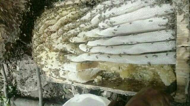 天水 秦岭山，山野土蜂蜜天然无公害健康美味