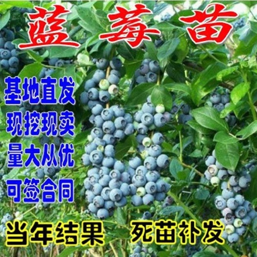 平邑县 优质蓝莓苗 现挖现发 包成活 带土发