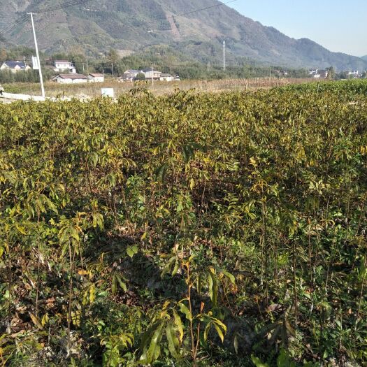 杭州山核桃苗 浙江临安人民摇钱树，临安山核桃。