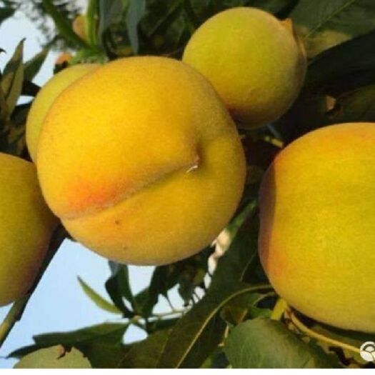 平邑县黄金蜜桃树苗  黄金蜜桃高产，稳产，抗病虫，好管理