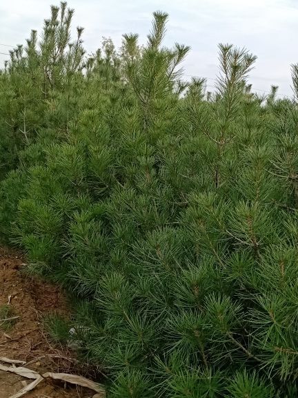 伊川县山西白皮松 大田定植一级苗