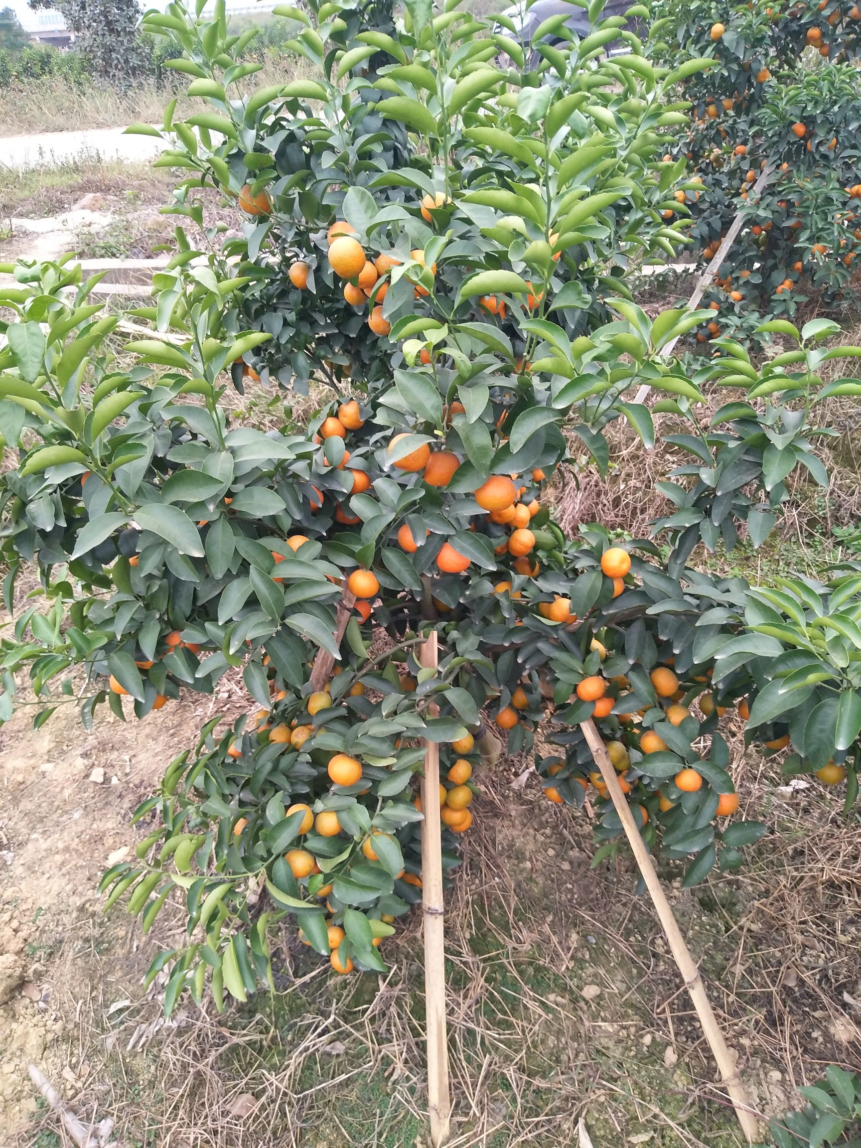 沙糖桔 上市了，需要的老板请联系，甜甜的