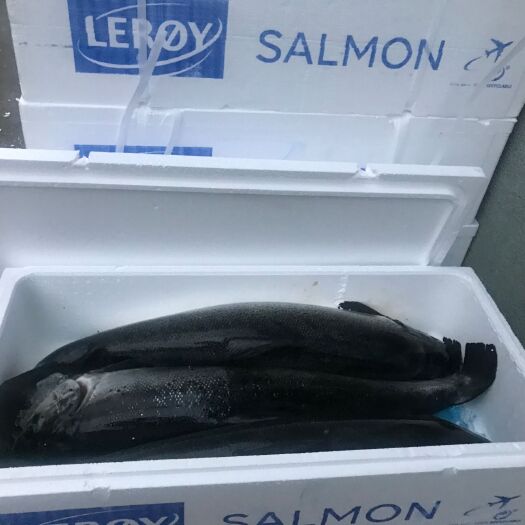 北京挪威三文鱼 人工饲养
