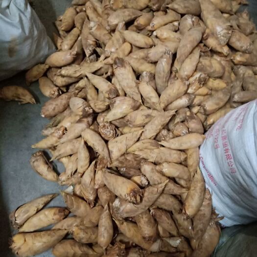 龙胜县 广西桂林大量鲜冬笋供应