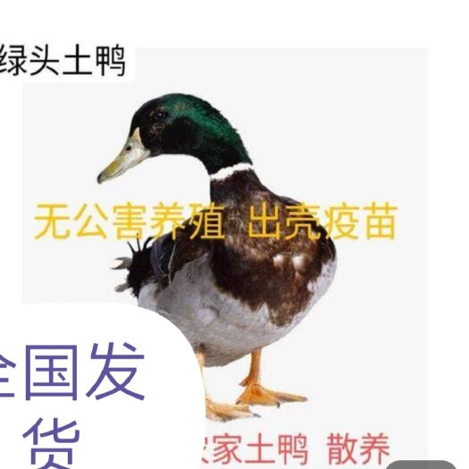 南宁 小种青头鸭，青壳四号蛋鸭苗，金定蛋鸭苗，包疫苗，包路损