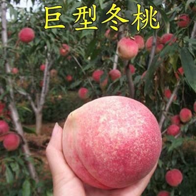 平邑县冬桃苗 基地直供 现挖保湿发货 全国包邮