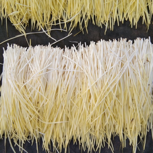 豐縣黃金韭 頭茬 40~50cm