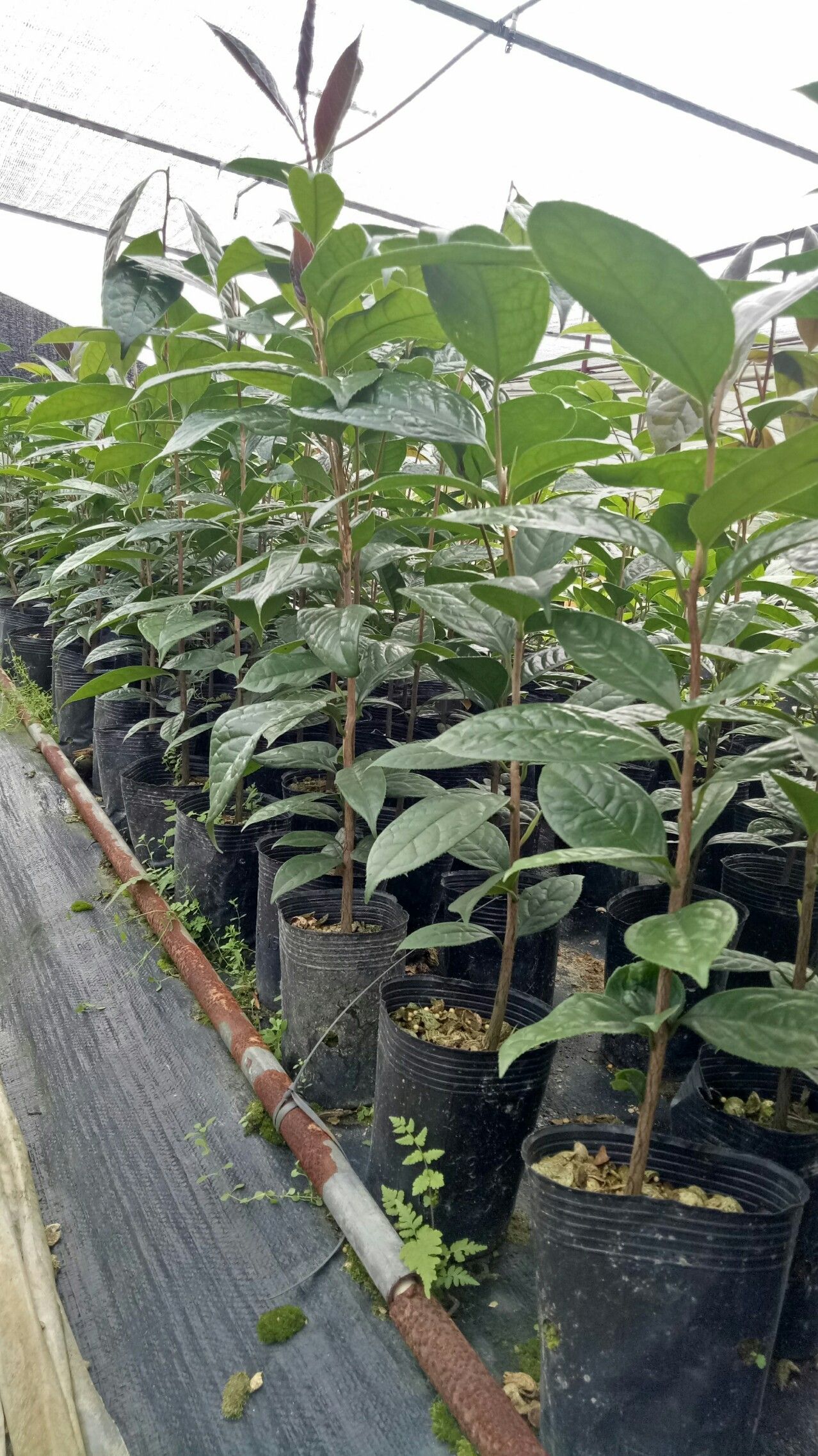 金花茶盆栽 金花茶种子苗 2年 原生 防普金花茶种子苗 原产地 品质保证