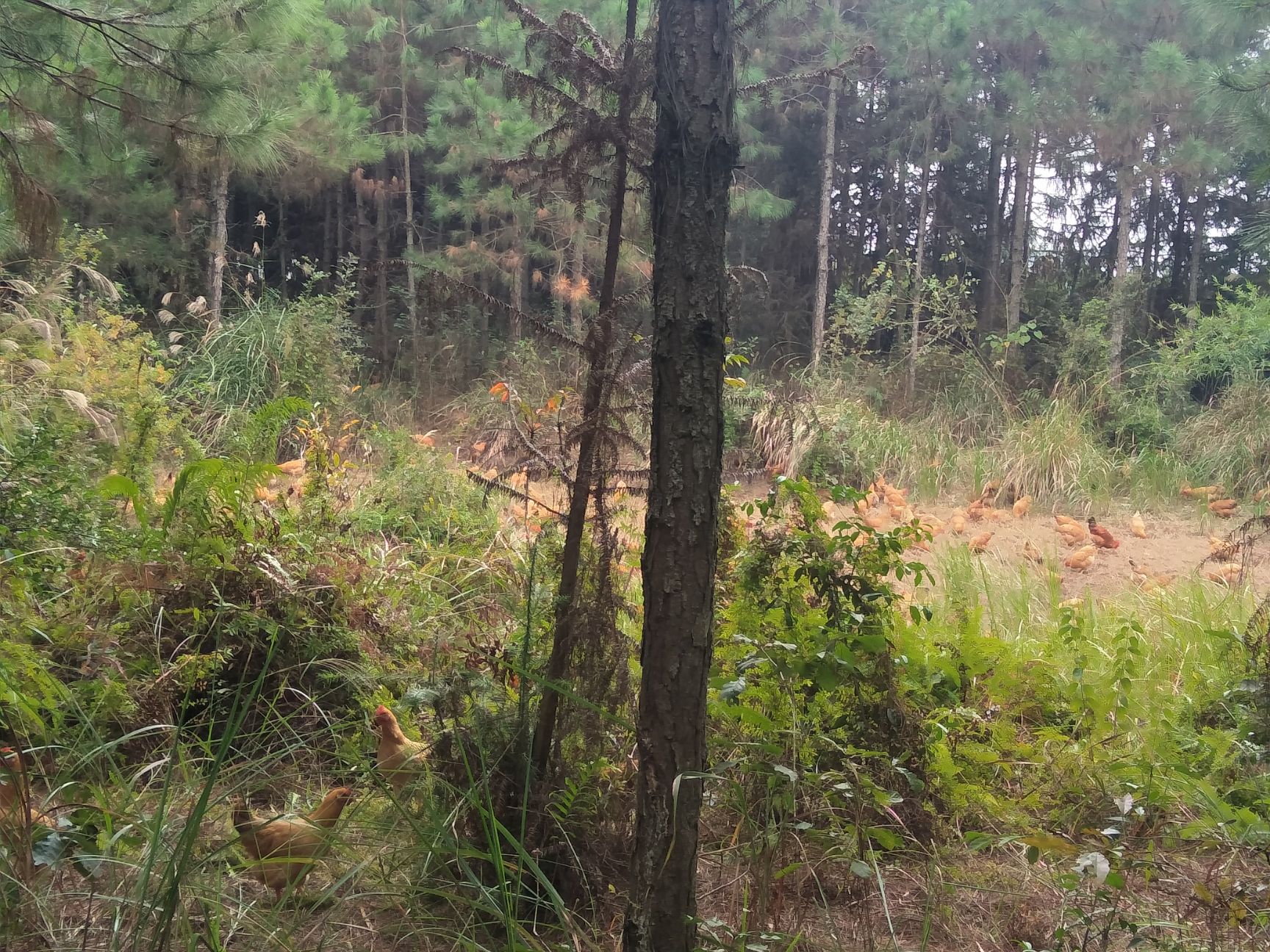  正宗生态散养乡里土鸡美味营养滋补佳品冷鲜包邮