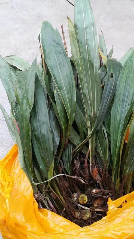 留坝县慈菇  毛慈姑